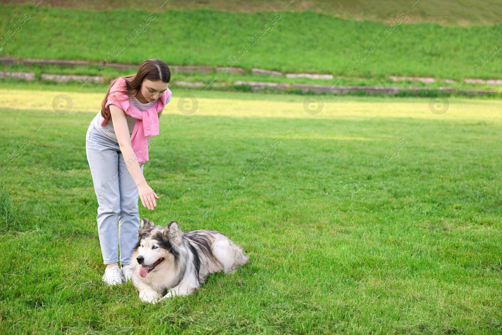 Photo of Woman training her cute Alaskan malamute dog on green grass outdoors. Space for text