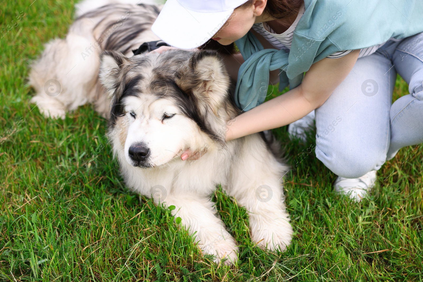 Photo of Woman with her cute Alaskan malamute dog on green grass outdoors