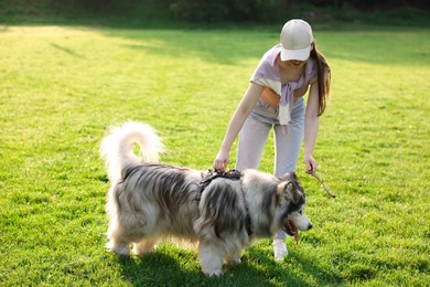 Photo of Smiling woman giving stick to her cute Alaskan malamute dog on green grass outdoors in morning