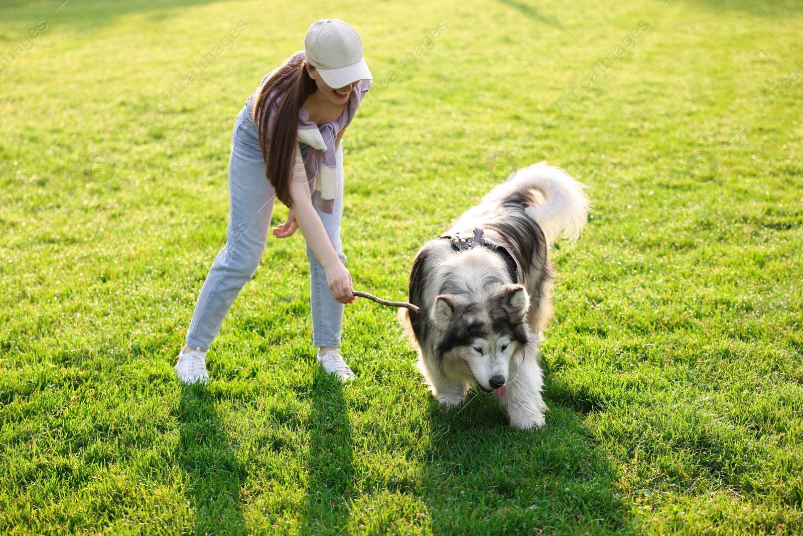 Photo of Smiling woman giving stick to her cute Alaskan malamute dog on green grass outdoors in morning