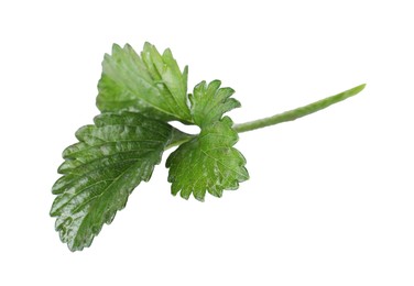 Photo of Sprig with green strawberry leaves isolated on white