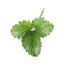 Photo of Sprig with green strawberry leaves isolated on white