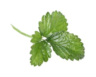 Photo of Sprig with green strawberry leaves isolated on white