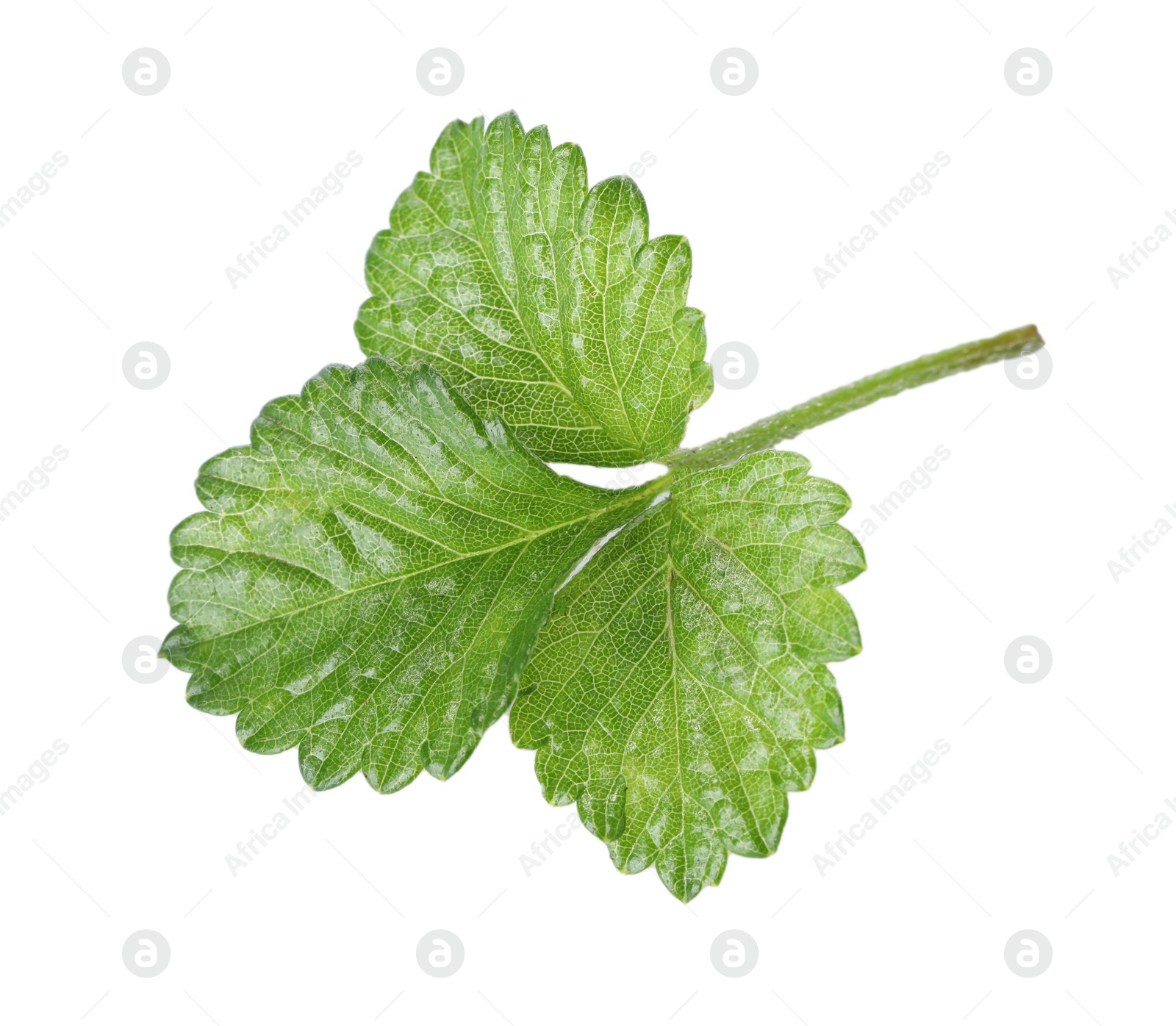 Sprig with green wild strawberry leaves isolated on white, top view Photo of Sprig with green wild strawberry leaves isolated on white, top view
