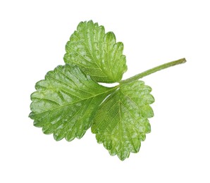 Photo of Sprig with green wild strawberry leaves isolated on white, top view