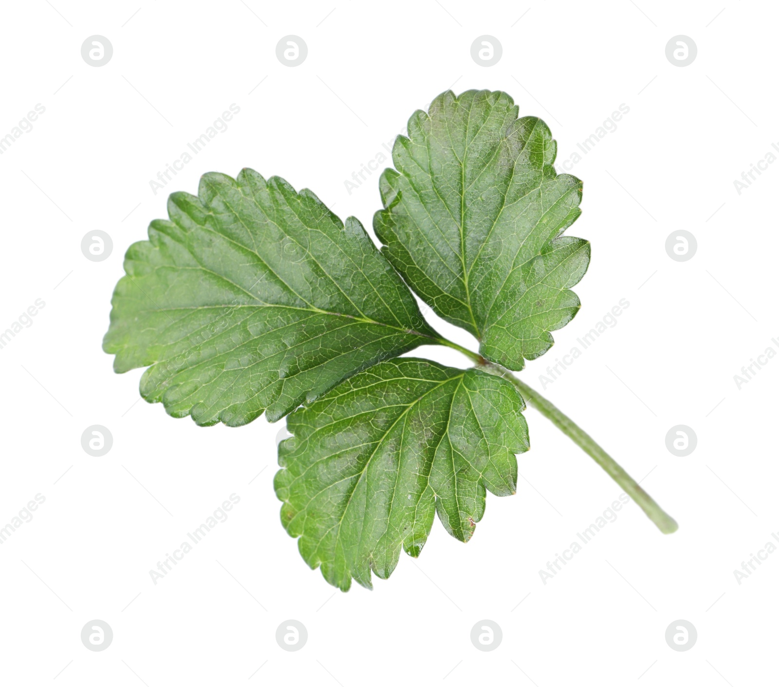 Sprig with green wild strawberry leaves isolated on white, above view Photo of Sprig with green wild strawberry leaves isolated on white, above view