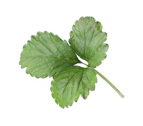 Photo of Sprig with green wild strawberry leaves isolated on white, above view