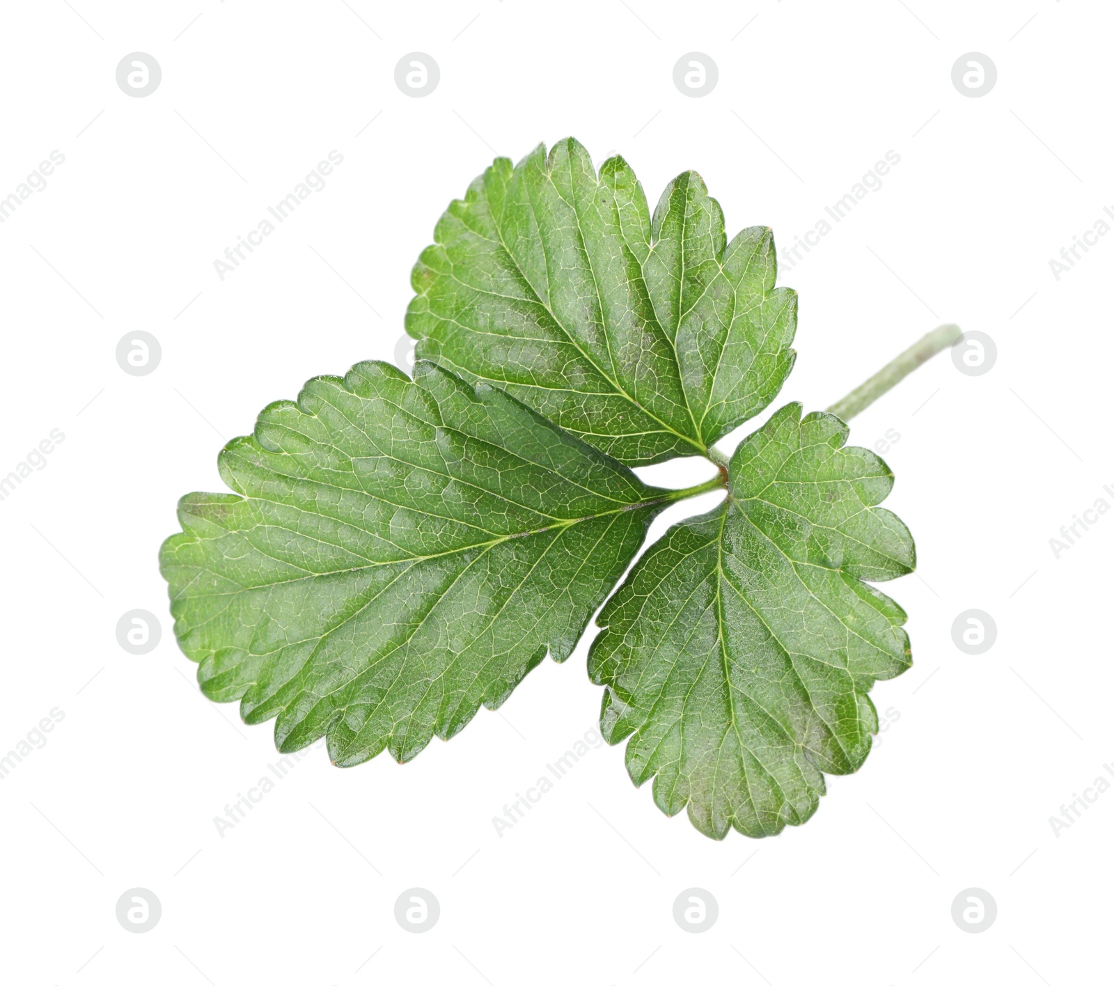 Sprig with green strawberry leaves isolated on white Photo of Sprig with green strawberry leaves isolated on white