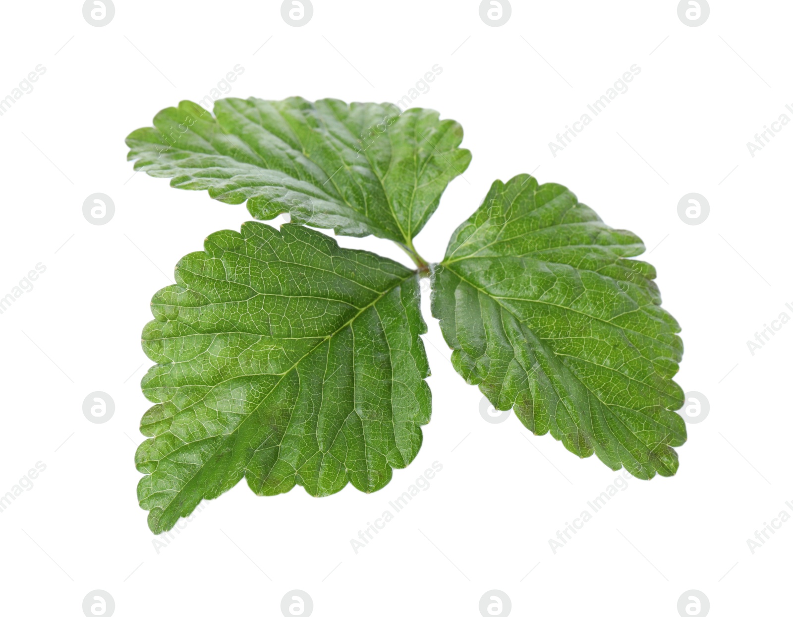 Sprig with green strawberry leaves isolated on white Photo of Sprig with green strawberry leaves isolated on white