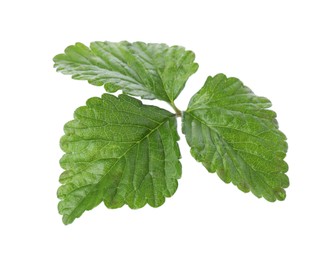 Photo of Sprig with green strawberry leaves isolated on white