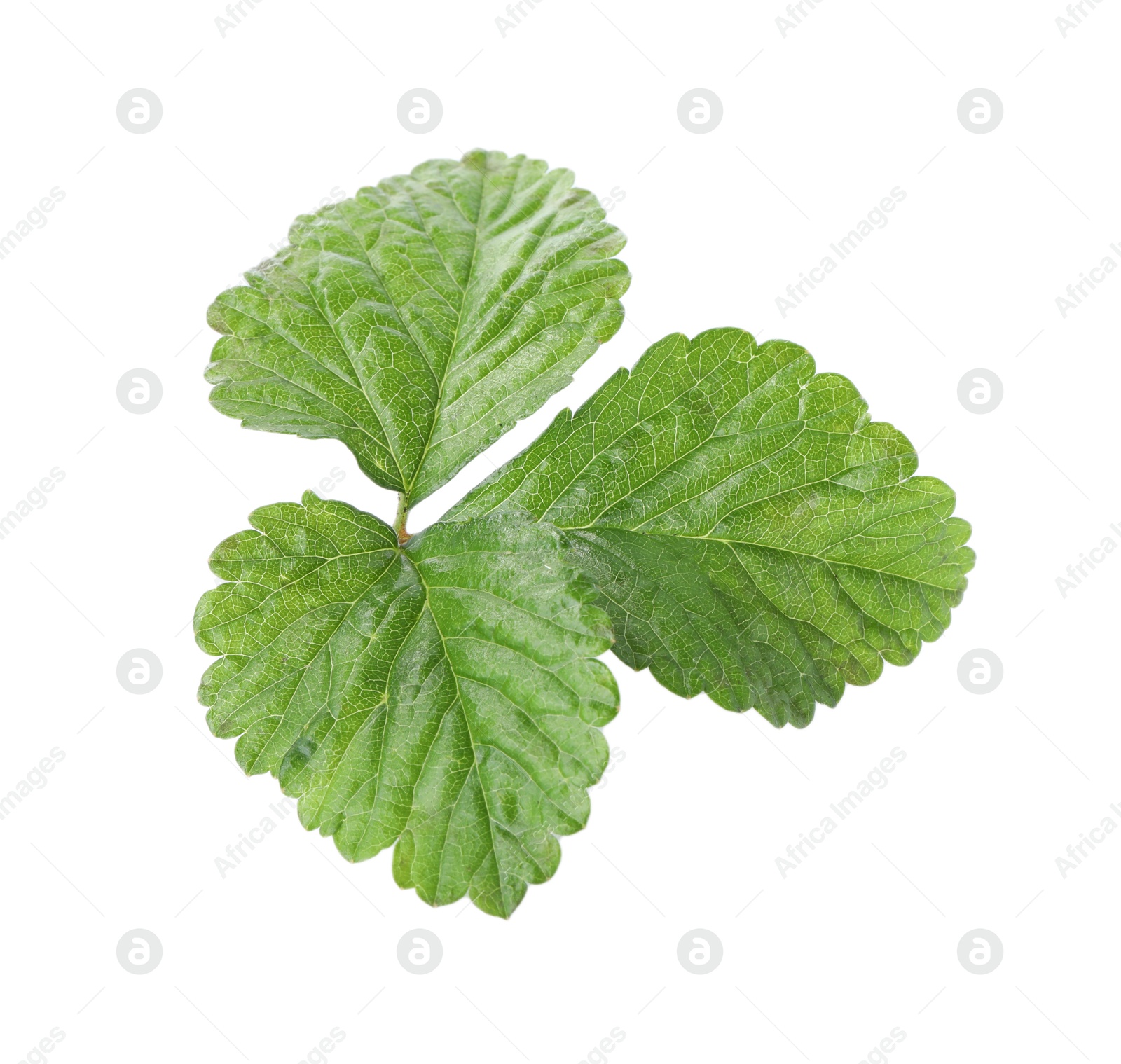 Sprig with green strawberry leaves isolated on white Photo of Sprig with green strawberry leaves isolated on white