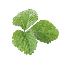 Photo of Sprig with green strawberry leaves isolated on white