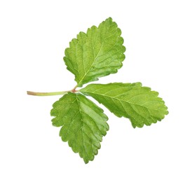 Photo of Sprig with green strawberry leaves isolated on white