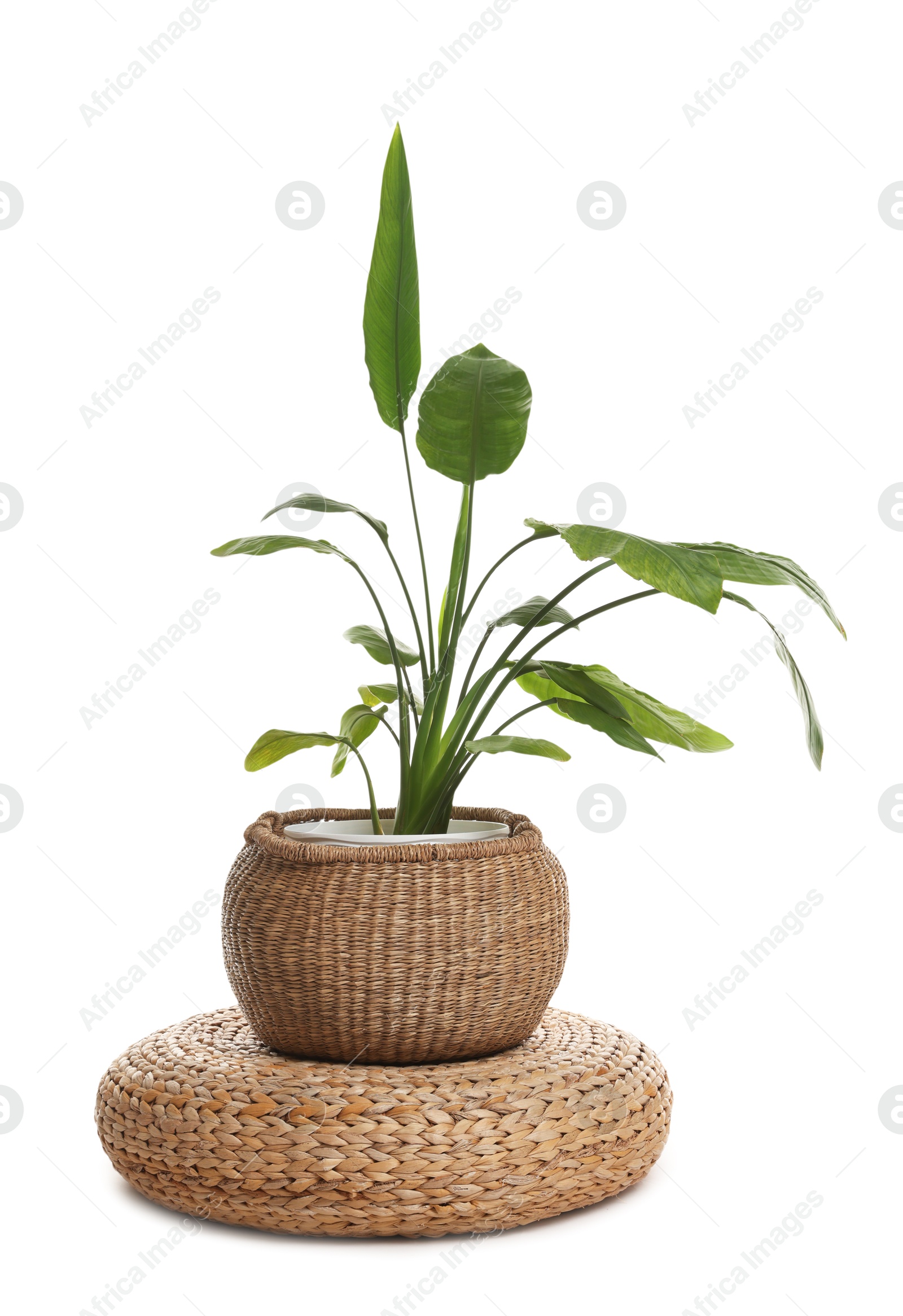 Stylish pouf with houseplant isolated on white Photo of Stylish pouf with houseplant isolated on white