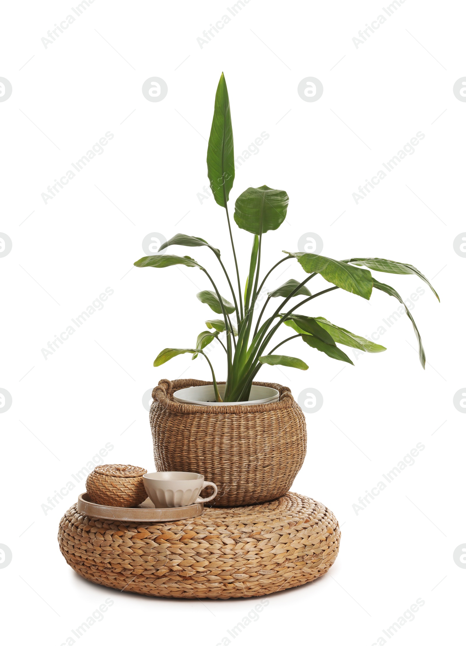 Stylish pouf with tea set and houseplant isolated on white Photo of Stylish pouf with tea set and houseplant isolated on white