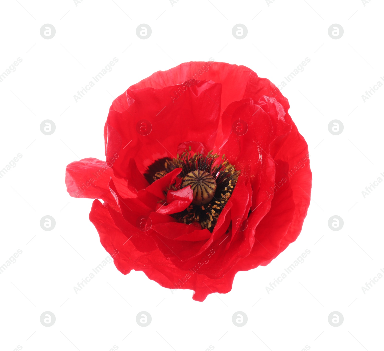 One beautiful poppy flower isolated on white Photo of One beautiful poppy flower isolated on white