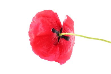 Photo of One beautiful poppy flower isolated on white