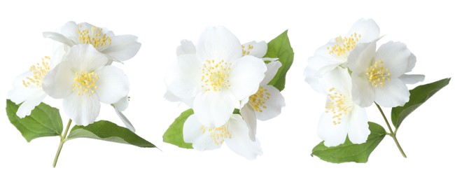 Image of Beautiful jasmine flowers and green leaves on white background, collage