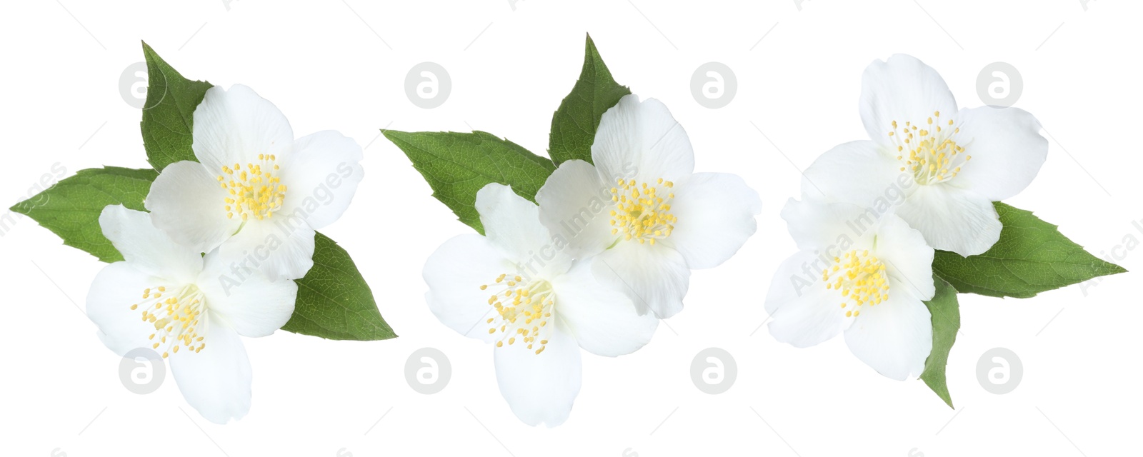 Beautiful jasmine flowers and green leaves on white background, collage Image of Beautiful jasmine flowers and green leaves on white background, collage