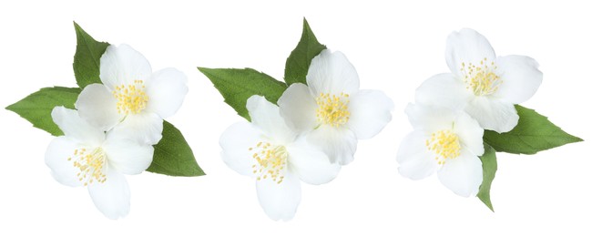 Image of Beautiful jasmine flowers and green leaves on white background, collage