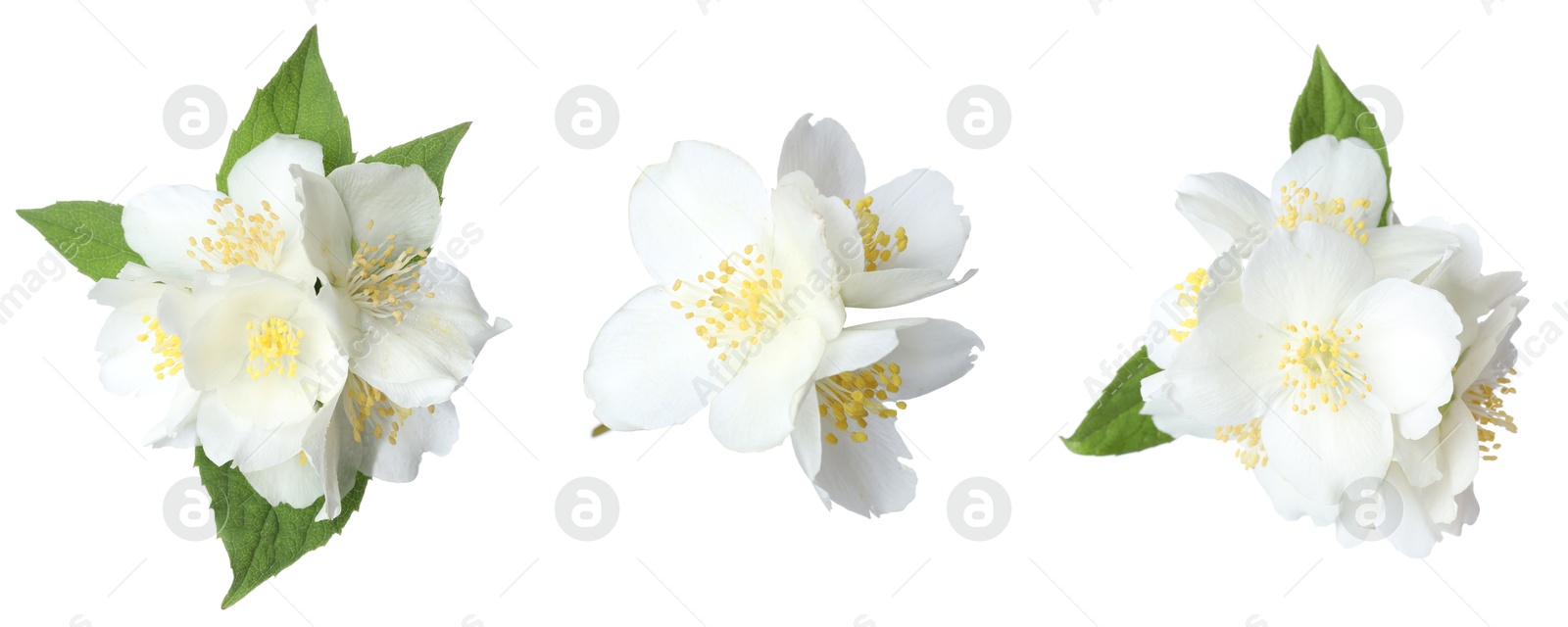 Beautiful jasmine flowers on white background, collage Image of Beautiful jasmine flowers on white background, collage
