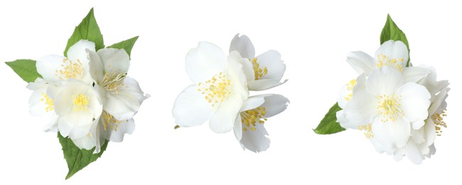 Image of Beautiful jasmine flowers on white background, collage