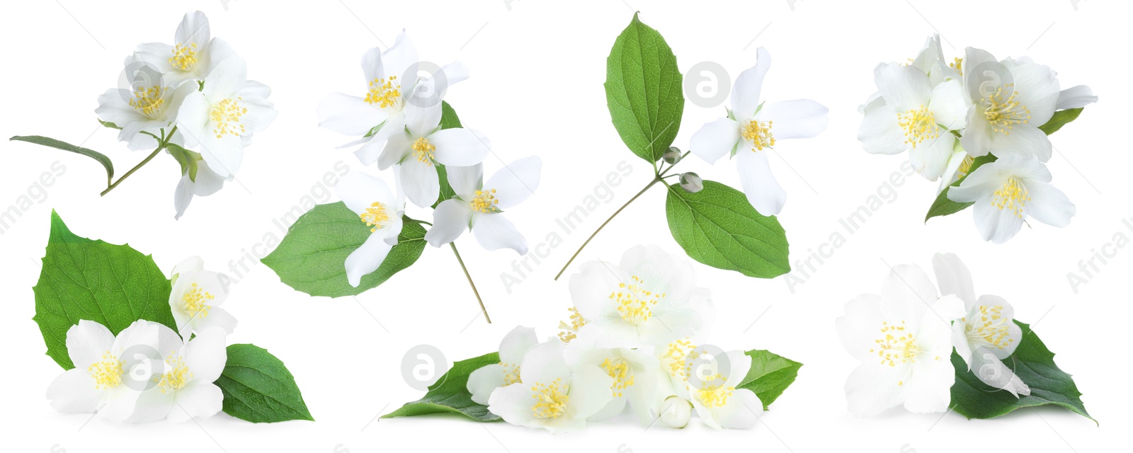 Beautiful jasmine flowers and green leaves on white background, collage Image of Beautiful jasmine flowers and green leaves on white background, collage