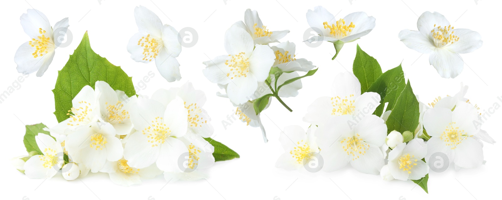 Beautiful jasmine flowers on white background, collage Image of Beautiful jasmine flowers on white background, collage