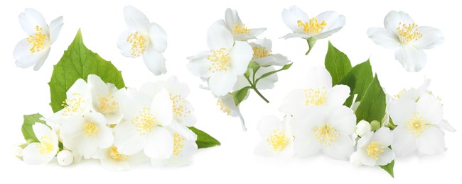 Image of Beautiful jasmine flowers on white background, collage
