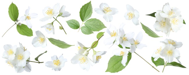 Image of Beautiful jasmine flowers and green leaves on white background, collage
