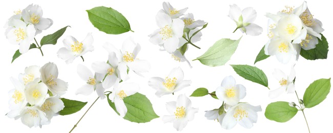 Image of Beautiful jasmine flowers and green leaves on white background, collage