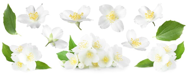 Image of Beautiful jasmine flowers and green leaves on white background, collage