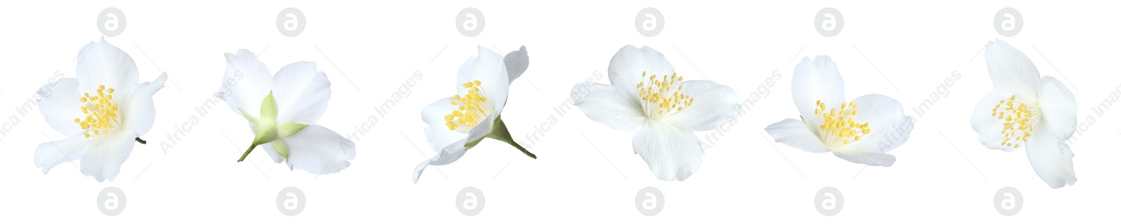 Beautiful jasmine flowers on white background, collage Image of Beautiful jasmine flowers on white background, collage