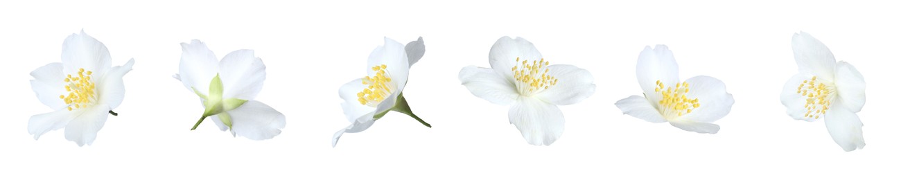 Image of Beautiful jasmine flowers on white background, collage