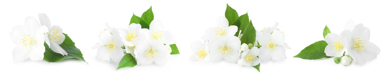 Image of Beautiful jasmine flowers and green leaves on white background, collage