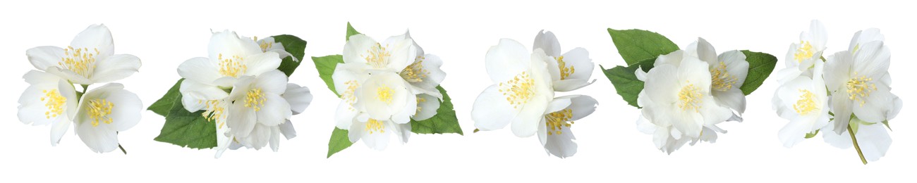 Image of Beautiful jasmine flowers on white background, collage