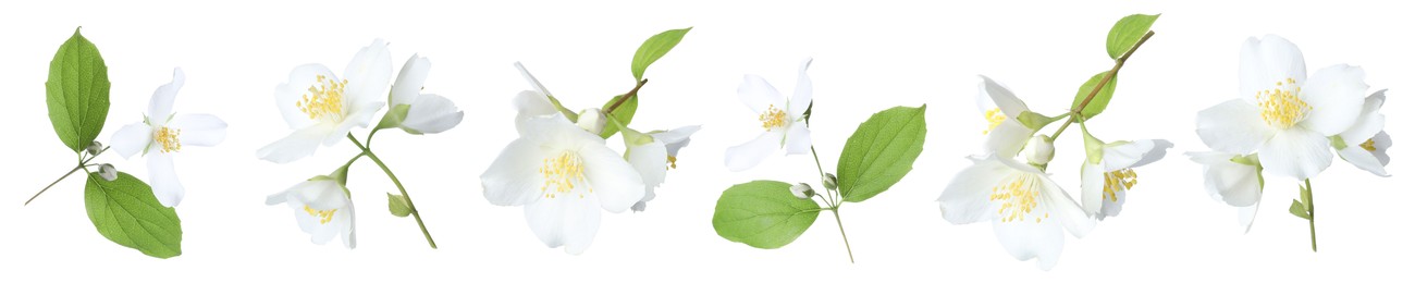 Image of Beautiful jasmine flowers on white background, collage