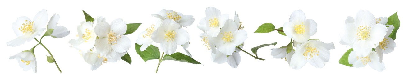 Image of Beautiful jasmine flowers on white background, collage