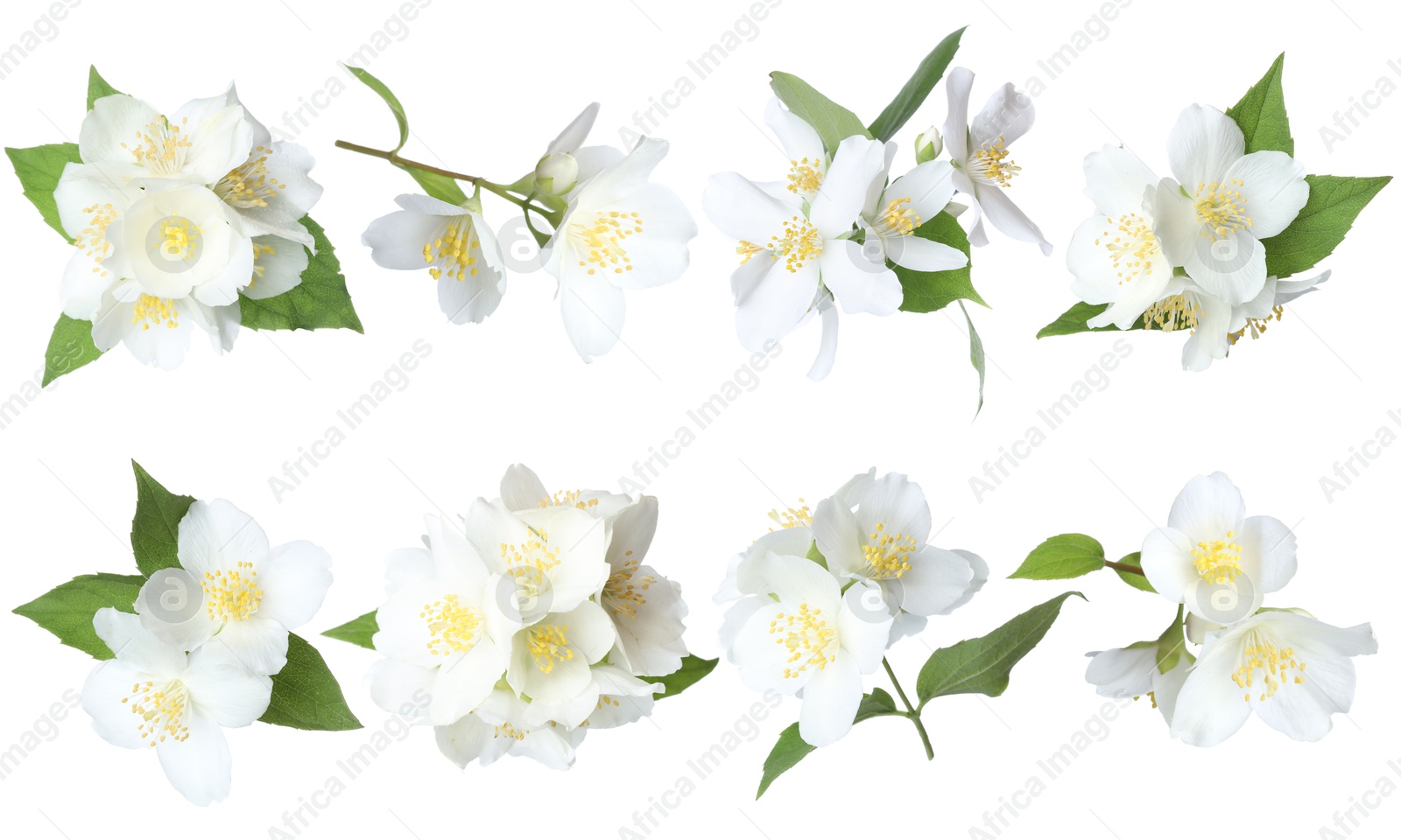 Beautiful jasmine flowers and green leaves on white background, collage Image of Beautiful jasmine flowers and green leaves on white background, collage