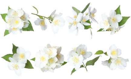 Image of Beautiful jasmine flowers and green leaves on white background, collage
