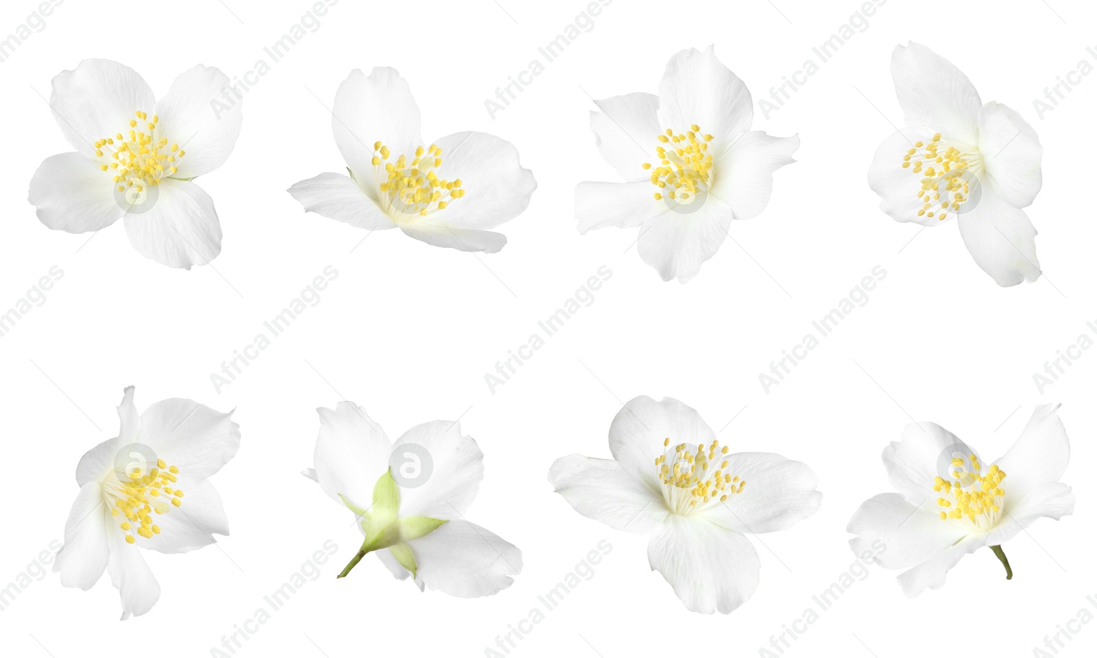 Beautiful jasmine flowers on white background, collage Image of Beautiful jasmine flowers on white background, collage