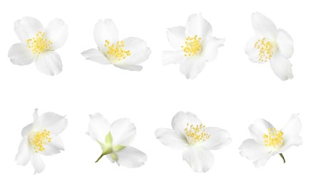 Image of Beautiful jasmine flowers on white background, collage