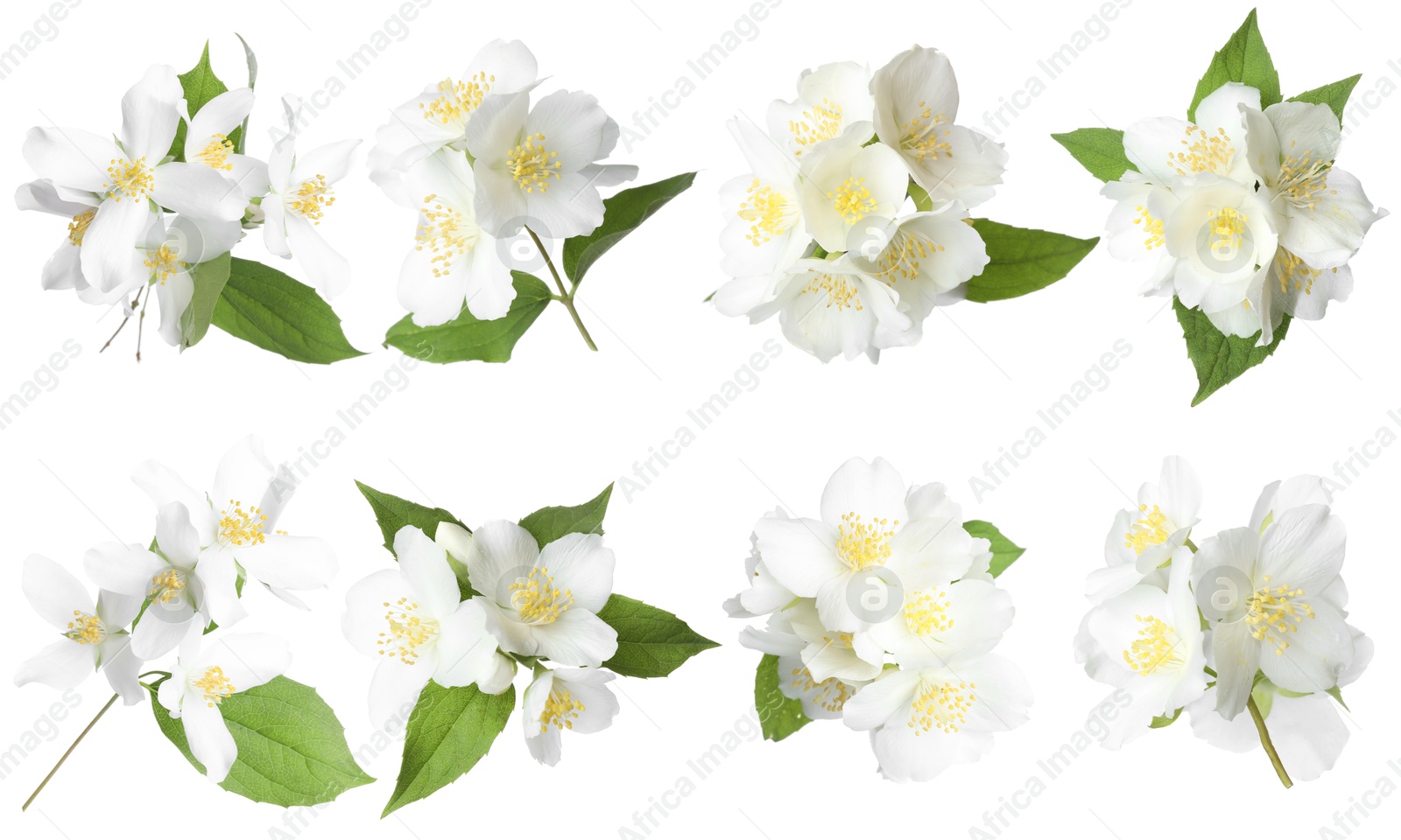 Beautiful jasmine flowers on white background, collage Image of Beautiful jasmine flowers on white background, collage