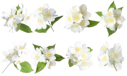 Image of Beautiful jasmine flowers on white background, collage