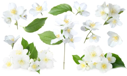Image of Beautiful jasmine flowers and green leaves on white background, collage