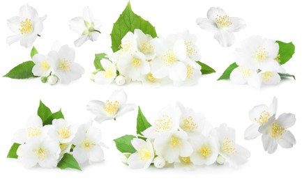 Image of Beautiful jasmine flowers on white background, collage