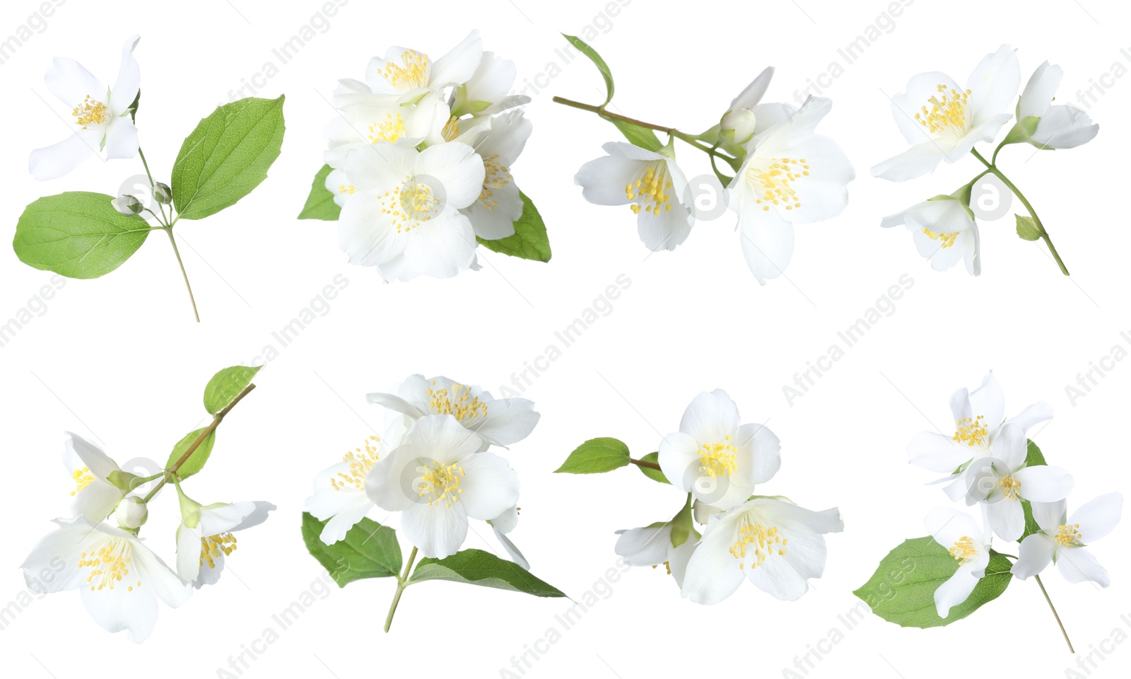 Beautiful jasmine flowers on white background, collage Image of Beautiful jasmine flowers on white background, collage