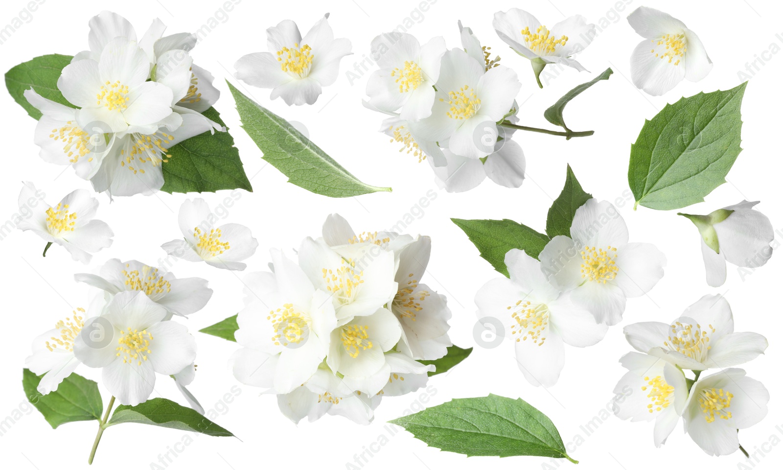 Beautiful jasmine flowers and green leaves on white background, collage Image of Beautiful jasmine flowers and green leaves on white background, collage