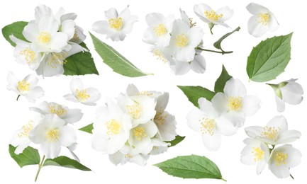 Image of Beautiful jasmine flowers and green leaves on white background, collage
