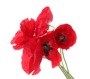 Photo of Beautiful red poppy flowers isolated on white